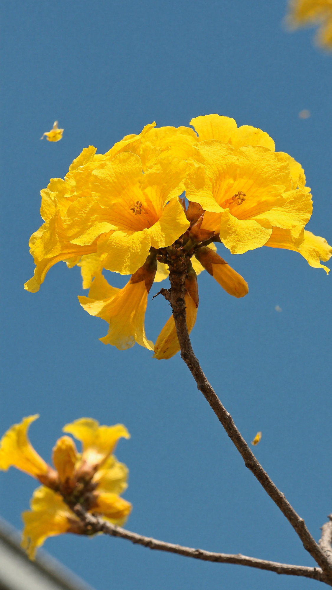 Ipê amarelo em close, natureza do cerrado goiano